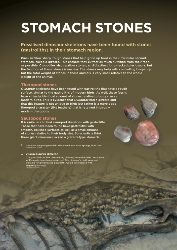 Stomach Stones Western Australian Museum stomach-stones-western-australian-museum